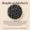 image:imageNatures Way Sambucus Elderberry Traditional Immune Syrup Highly Concentrated Black Elderberry Extract Traditional Immune Support Delicious Berry Flavored 8 Fl Oz Packaging May Vary8 Fl Oz Pack of 1